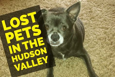 Blake Kidder. . Lost pets of the hudson valley